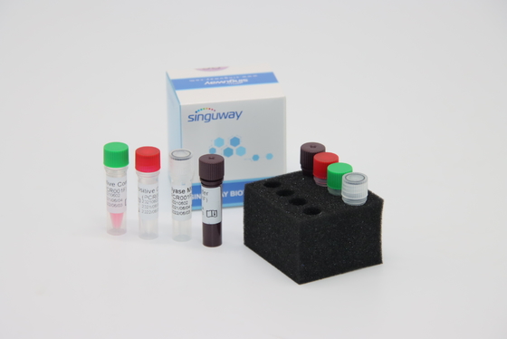 Treponema Pallidum TP Bộ dụng cụ PCR huỳnh quang RT PCR Fast HCV Bộ PCR thời gian thực