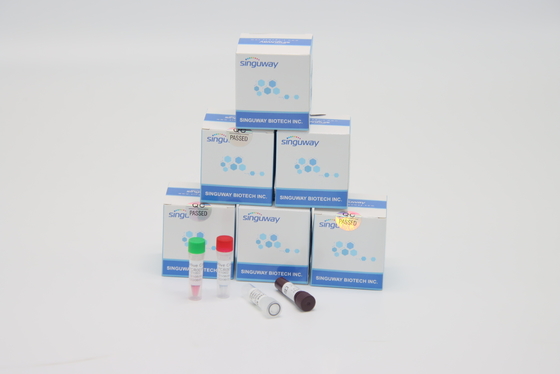 ISO9001 Fast Helicobacter Pylori Virus RT PCR Test Kit Độ chính xác cao