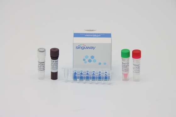 Bộ xét nghiệm RT PCR virus Dengue chính xác 48 96 phép thử trên mỗi bộ Thể tích phản ứng 20uL