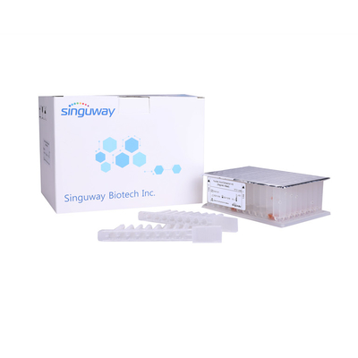 Axit nucleic Bộ tinh lọc DNA siêu vi Hạt từ tính Bộ làm sạch RNA Singuway
