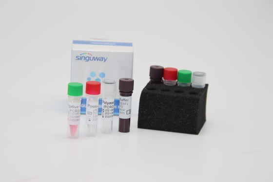 Boca Virus HBoV RT PCR Bộ xét nghiệm tăm bông Bộ xét nghiệm huỳnh quang định lượng ISO9001 Bộ PCR xét nghiệm huỳnh quang định lượng