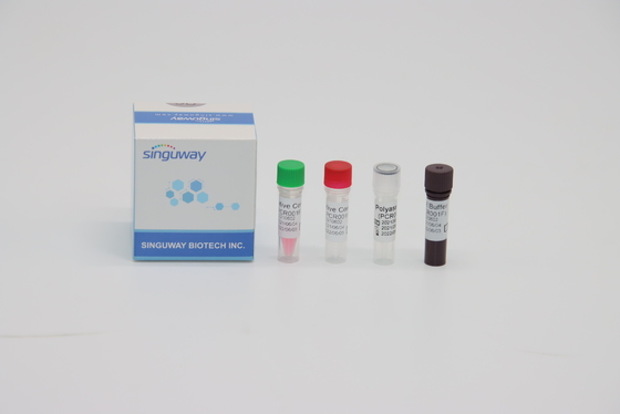 Bộ xét nghiệm PCR STB Virus RT Bộ xét nghiệm huỳnh quang Bộ xét nghiệm axit nucleic nhanh