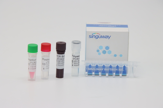 50 bản sao / Ml Bộ dụng cụ chẩn đoán PCR thời gian thực cho bệnh bạch cầu BCR-ABL Fusion Gene Typing