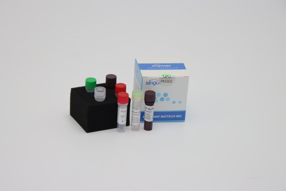 Bộ phát hiện RT PCR thời gian thực nhanh trong phòng thí nghiệm Thuốc thử để phát hiện vi-rút Sars