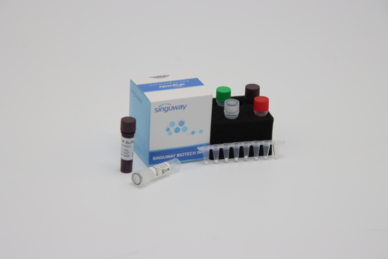 Chẩn đoán phân tử Định lượng Bộ phát hiện PCR Thuốc thử ISO13485 Trong vòng 30 phút