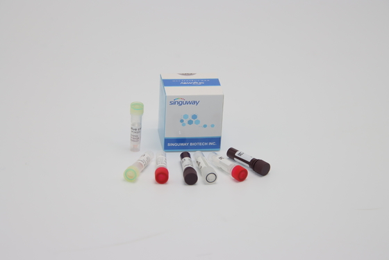 ORF1ab Bộ phát hiện PCR HPV PCR Xét nghiệm di truyền axit nucleic để chẩn đoán lâm sàng